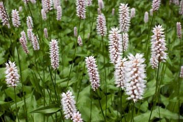 beautiful white pink summer flowers- Pontederia cordata