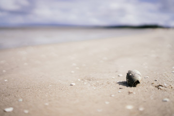 Shell on the Beach