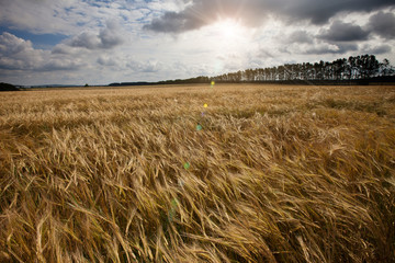 The field with wheat ears under the blue sky with clouds..
