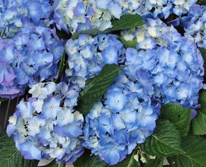 Obraz premium Blue Hydrangea or Hortensia flower in color variations ranging from light blue to purple. Macro