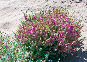 tumbleweedin the Kyzyl Kum Desert - Kali tragus (Russian thistle or common saltwort), plant in the family Amaranthaceae. Also is known as "salsola".
