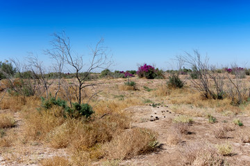 Fototapeta premium flowering tamarix in the steppes of Uzbekistan