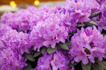 Rhododendron Catawbiense Grandiflorum