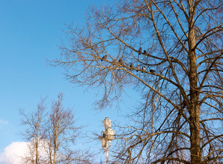 pigeons on a tree branch without leaves on a blue sky background in winter