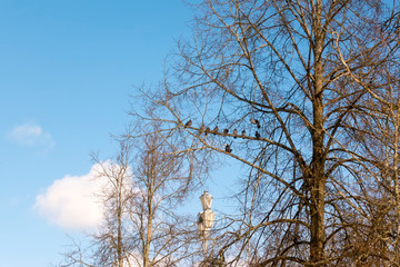 pigeons on a tree branch without leaves on a blue sky background in winter