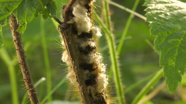 Larvae of the parasitoid wasps on the сaterpillar of Euthrix potatoria's butterfly.
