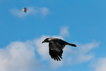 flying crow with eagle in background