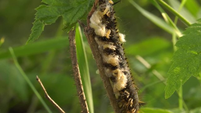 Larvae of the parasitoid wasps on the сaterpillar of Euthrix potatoria's butterfly.