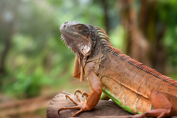 Red iguana
