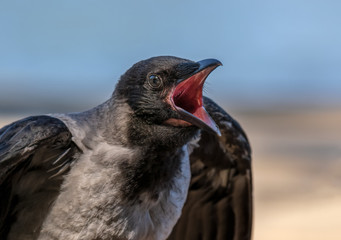 young crow fledgeling wants to be fed