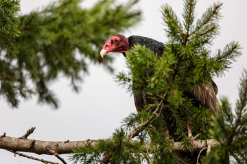 Single Vulture in a Tree Looking Down