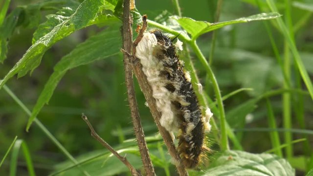 Larvae of the parasitoid wasps on the сaterpillar of Euthrix potatoria's butterfly.