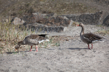two wild gooses in the nature - Norway