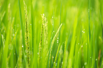 Fototapeta na wymiar Blur Paddy rice field in the morning background