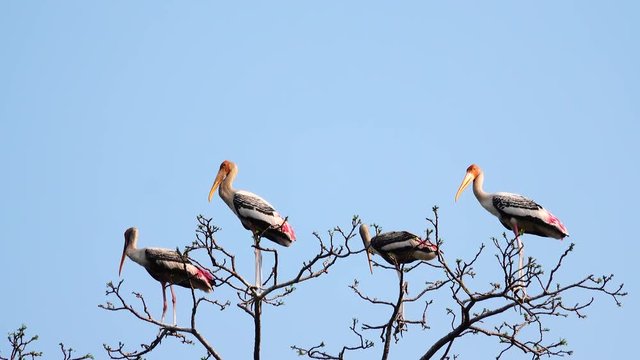 4K Anastomus oscitans birds