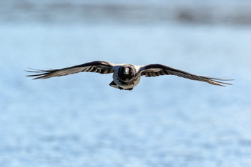 a crow flying over water in summer