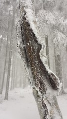 Tree trunk in winter