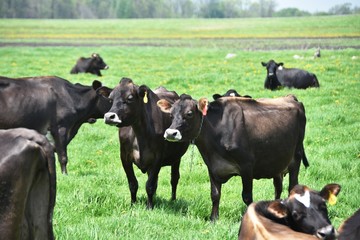 Beef Cattle
