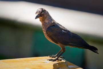 jackdaw looking for food at a summer food festival