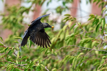 jackdaw has found a piece of bread