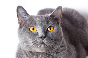 Portrait of a british smooth-haired blue cat close-up