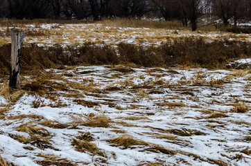Snowy swamp