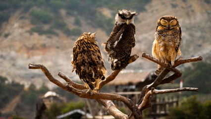 three javanese owls on dry tree branch. owls living on Dieng plateau on island Java, Indonesia