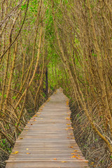 Fototapeta premium wooden bridge explores the nature of the mangrove forest.