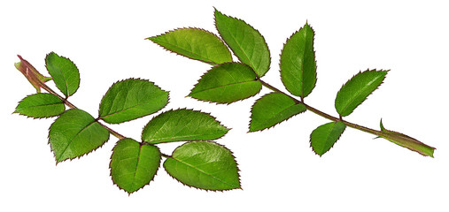 Fresh beautiful rose isolated on white background with clipping path