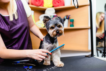 Yorkshire terrier at grooming salon.