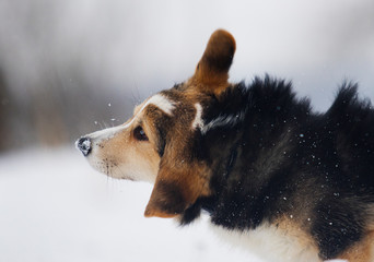 welsh corgi puppy in winter