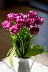 Frühlingsblume Tulpen in dunkel pink in einer weißen Vase