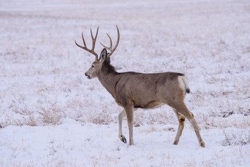 Naklejka na ściany i meble Wild Deer on the High Plains of Colorado - Mule Deer Buck in Winter