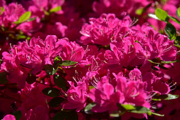 Azalee - Rhododendron