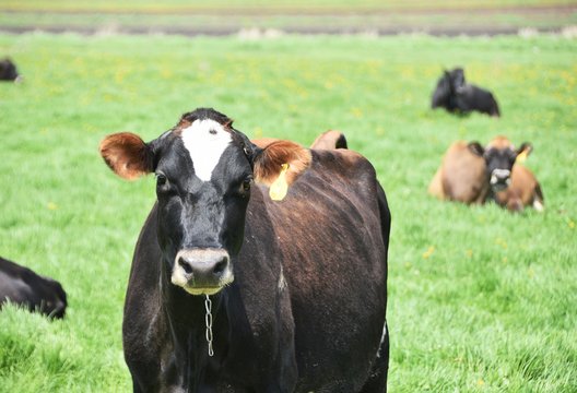 Black Cow with Brown Ears