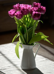 Zarte lila Tulpen im Sonnenlicht von hinten