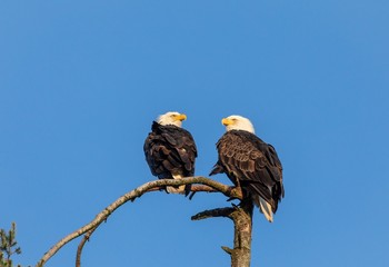 Two eagles in tree