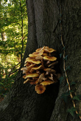 small group of yellow mushrooms growing on the bark of a tree
