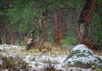 Mule Deer, Winter, Rocky Mountain National Park, Colorado, USA