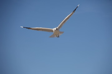 Fototapeta na wymiar Gull flying from below