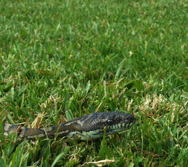 Diamond python slithering through the grass in a backyard of Australia