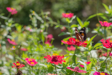  beautiful butterflies in the flower garden