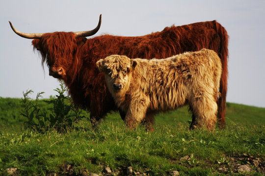 Potrait of mother and child highlander, wild cows in Europe 