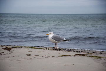 seagull on the beach