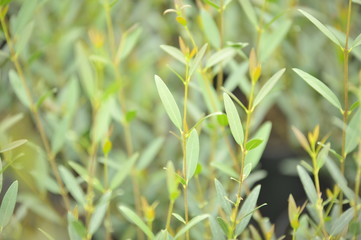 Phillyrea angustifolia