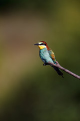 European Bee-eater (Merops apiaster).