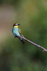 European Bee-eater (Merops apiaster).