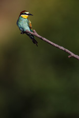 Fototapeta premium European Bee-eater (Merops apiaster).