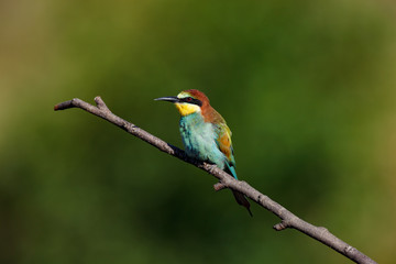 European Bee-eater (Merops apiaster).