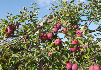 orchard tree red apples organic fruits farming food agriculture